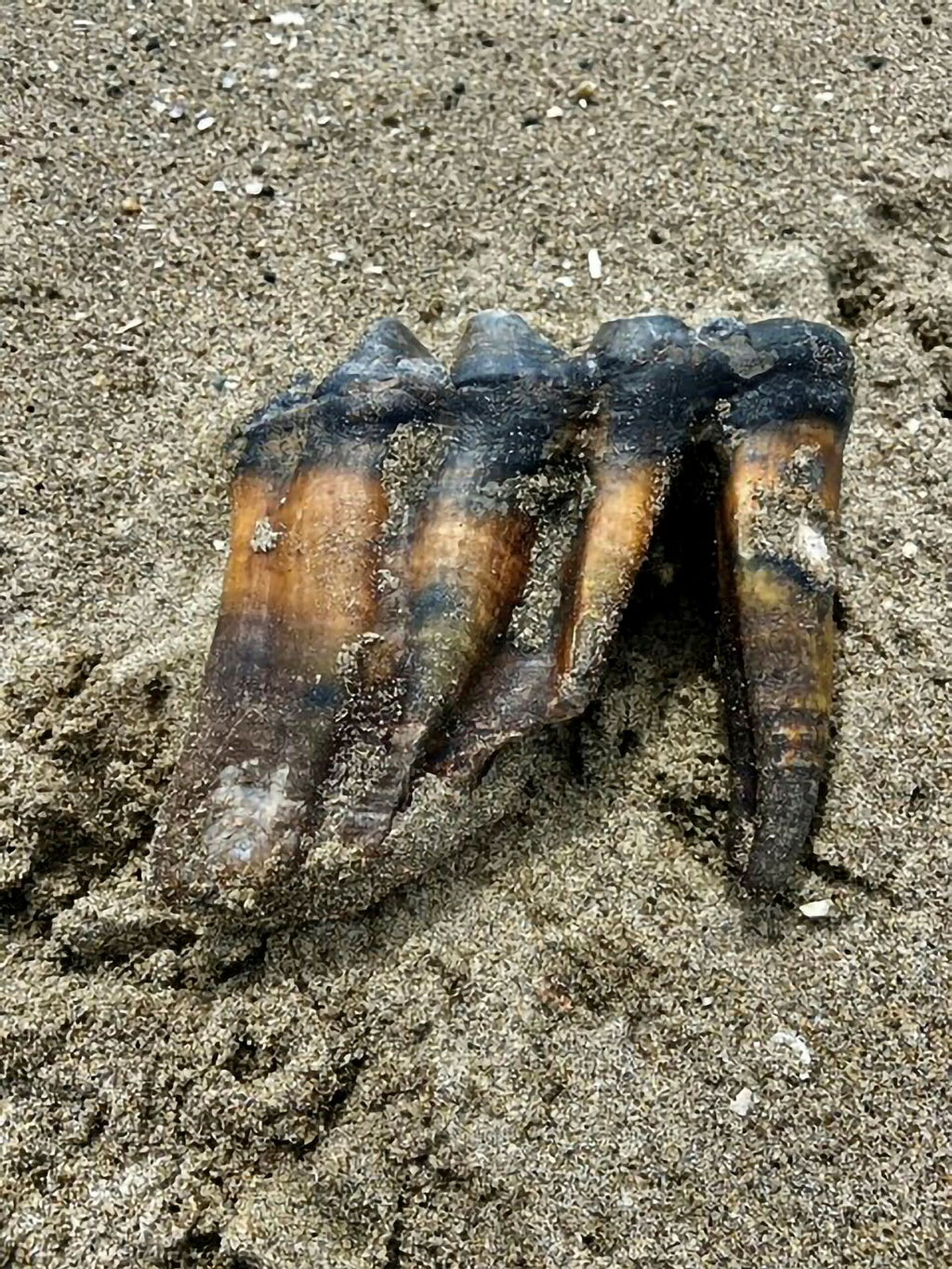 Giant prehistoric teeth appeared, disappeared, and reappeared — now in a museum in Santa Cruz